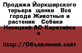 Продажа Йоркширского терьера, щенки - Все города Животные и растения » Собаки   . Ненецкий АО,Каратайка п.